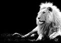Prediksi Peruntungan Zodiak Leo Pada 2018 Oleh Pakar Astrologi Terkenal