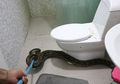 Seram! Saat Sedang di Toilet Tiba-tiba Muncul Ular Piton Tiga Meter