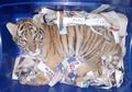 Benar-benar Kejam! Anak Harimau Ini Dibius, Disimpan dalam Kotak Plastik, lalu Dipaketkan