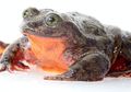 Bagai Romeo Sungguhan, Katak Ini Mencari 'Julietnya' di Dunia Maya untuk Melestarikan Spesiesnya