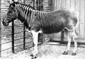 (Foto) Dari Quagga sampai Smilodon, Inilah 7 Hewan yang Telah Punah di Dunia. Bentuk Fisiknya Unik-unik!