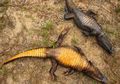 Buaya Ini Berwarna Jingga, Mungkinkah Ia 'Bermutasi' Menjadi Spesies Baru?