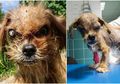Ditemukan Seperti 'Monster', Anjing Ini Akhirnya Mendapatkan Kehidupannya Kembali