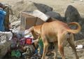 Diselamatkan Oleh Seekor Anjing dari Tempat Sampah, Beginilah Nasib sang Bayi Kini