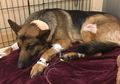 Demi Lindungi Tuannya dari para Perampok, Tubuh Anjing Ini Ditembus Tiga Peluru