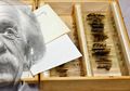 7 Koleksi Museum dari Organ Tubuh Manusia Paling Mengerikan. Salah Satunya Otak Einsten!