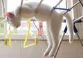Lucu Sekaligus Menggemaskan! Inilah 10 Pose Kucing Saat Tidur, Salah Satunya Tidur di Dalam Wastafel
