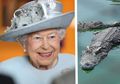 Inilah 9 Hadiah Unik Untuk Ratu Elizabeth II. Bukan Tas Mewah, Melainkan Hewan Peliharaan Langka yang Eksotis!