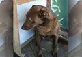 Tidak Ada yang Mau Mengadopsi Anjing Depresi Ini, Sampai Seseorang Datang dan Anjing Ini Pun Kembali Bahagia