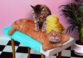 Kucing Berusia Setahun Setara 15 Tahun Umur Manusia, Inilah Cara Mengetahui Usia Kucing