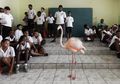 Flaminggo Ini Sedang Tenar-tenarnya, Memang Apa yang Dia Lakukan?