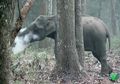 (Video) Tampak Seekor Gajah di India Sedang 'Merokok', Apa yang Sebenarnya Terjadi?