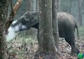 (Video) Gajah Ini Terekam sedang Asyik ‘Merokok’, Inilah Fakta Sebenarnya