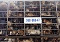 Puluhan Anjing Dikurung dan Disiksa Hingga Mati Sebelum Dibantai dan Dijadikan Makanan, Ini Beberapa Fakta yang Ada