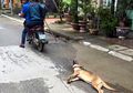 (Video) Memilukan, Anjing-anjing di Pasar Daging Vietnam Ini Direbus Hidup-hidup kemudian Dimakan
