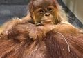 Selamat! Bayi Orang Utan Sumatera Lahir di Kebun Binatang Amerika Ini fotonya!