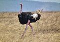 Bukan Burung Elang, Tapi Inilah 5 Burung Paling Berbahaya Bagi Manusia, Bisa Sebabkan Cedera Serius Lho