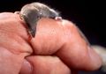Bukan Hanya Semut, Inilah 6 Hewan yang Ukurannya Paling Kecil di Dunia, Bahkan Ada yang Ukurannya Hanya 7,7 Milimeter!