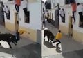 (Video) Ngeri! Diseruduk Banteng Saat Festival, Pria Spanyol Ini Akhirnya Meninggal