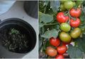 Dari Tomat hingga Cabe, Inilah 4 Cara Mudah Menanam Sayuran dengan Bijinya