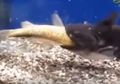 Ikan Golper, Si Rakus yang Sanggup Makan Ikan Lain Dengan Ukuran yang Lebih Besar Dalam Sekali Lahap
