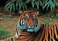 Hanya Gunakan Tongkat Kayu, Seorang Wanita Nekat Berduel Dengan Seekor Harimau