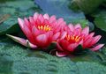 Kolam Anda Kotor? Jangan Khawatir, Ini Dia 10 Tanaman Air Pembersih Kolam