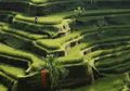 5 Tujuan Wisata Paling Populer di Indonesia Tahun 2015