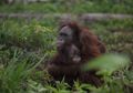 2 Orangutan Diselamatkan, Ratusan Lainnya Menanti Nasib Sama