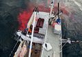 Berkedok Penelitian Ilmiah, Jepang Buru 200 Paus Minke Hamil