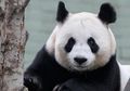 Menelusuri Jejak Keluarga Panda dari Fosil Berusia 22 Ribu Tahun