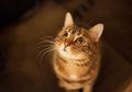 Kucing Liar Penyebab Punahnya Hewan Menyusui di Australia?