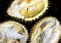 Tips Tradisional untuk Pecinta Durian