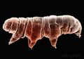 Tardigrada dan Kekuatan Supernya
