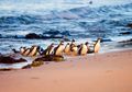 Keberadaan Penguin Terkecil di Dunia Semakin Terancam