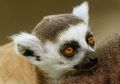 95 Persen Spesies Lemur Di Dunia Sedang Berada di Ambang Kepunahan
