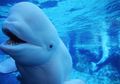 Mengenal Paus Beluga, Si Burung Kenari di Lautan