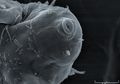 Spesies Baru Tardigrada ditemukan di Pulau Allen