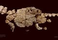 <i>Kunbarrasaurus Ieversi</i>, Spesies Baru Dinosaurus Berperisai