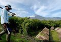 Sembalun, Wisata Kesejukan di Kaki Gunung Rinjani
