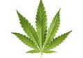 Menyingkap Sains Ganja