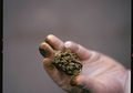 Apakah Ganja Bermanfaat Bagi Kita?