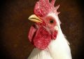 Kotoran Ayam Bisa Menghasilkan Tenaga Listrik