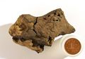Peneliti Temukan Fosil Otak Dinosaurus Pertama di Dunia