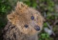 Quokka, Marsupial Khas Australia Barat nan Lucu dan Menggemaskan