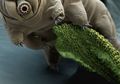Perkenalkan, Inilah Tardigrada, Spesies Paling Tangguh di Bumi