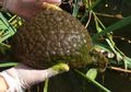 Gumpalan Makhluk Misterius Mirip Otak Ditemukan di Laguna