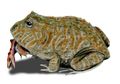 Punya Rahang Kuat, Katak Purba Ini Sanggup Makan Dinosaurus
