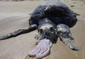 Hewan Laut Mengira Sampah Plastik Sebagai Makanan, Mengapa?