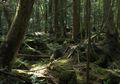 Aokigahara, Hutan Bunuh Diri di Jepang